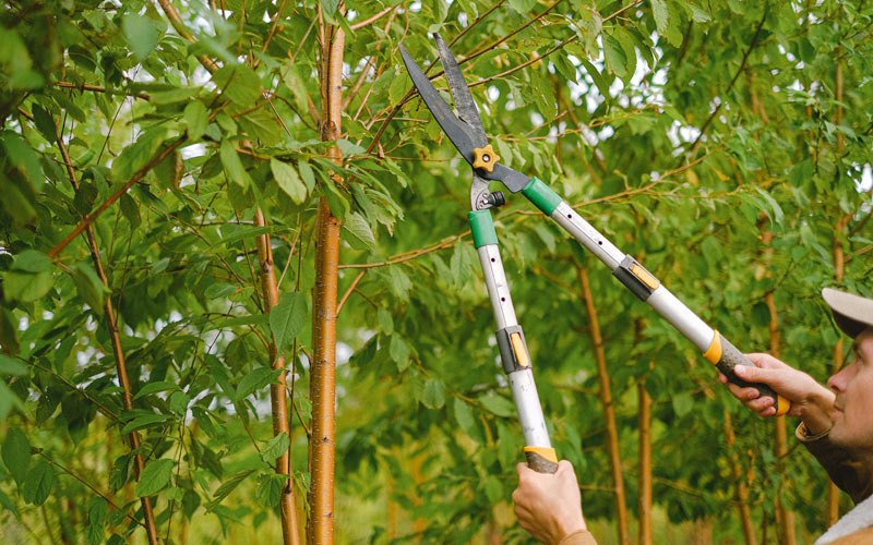 Tree trimming in Nashoba, OK