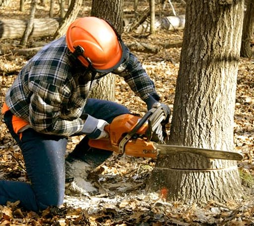 Tree Removal in Nashoba, OK